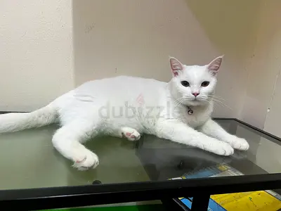 Calm and friendly white Turkish Anhora 1 year adult cat — ready for a new home for free