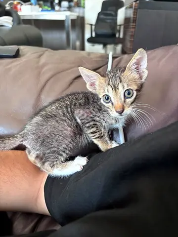 Kitten for Adoption