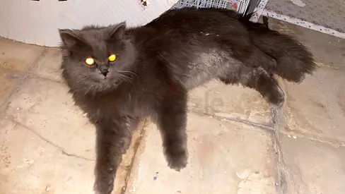 Long-haired grey cat available for adoption — friendly indoor cat free for adoption