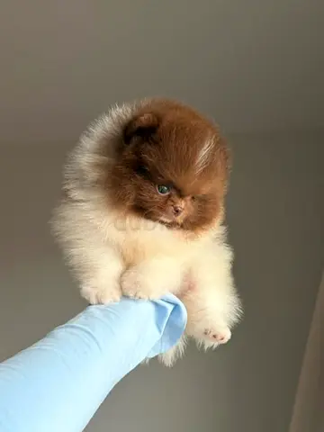 my cute pomeranian looking for lovely home