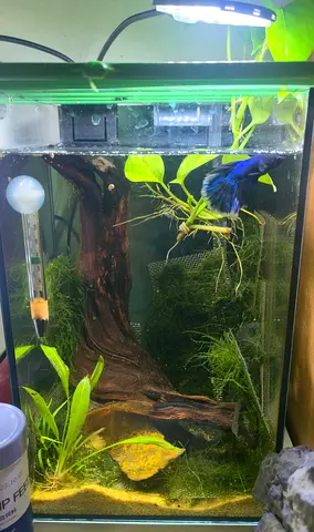 Hardscaped Tank Set for Betta and Shhrimps.