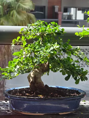 Bonsai Fokian Tea 12inchea
