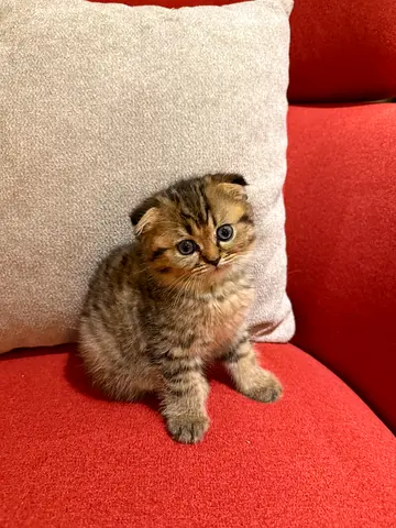 Mother and kittens for adoption