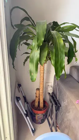 Large indoor Dracaena (Corn Plant) in decorative pot - healthy, mature