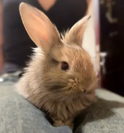 Fluffy young rabbit looking for a loving home