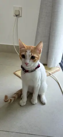 Kittens for free adoption