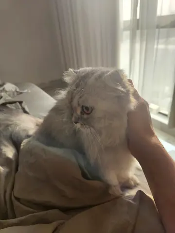 Friendly long-haired cat looking for a new home