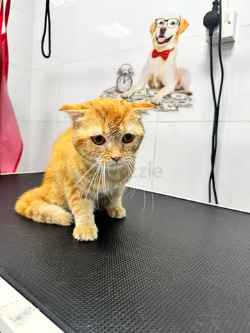Scottish fold mix male cat for adoption