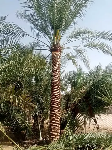 Mature Date Palm Tree (Ready for Transplanting) - Healthy Specimen