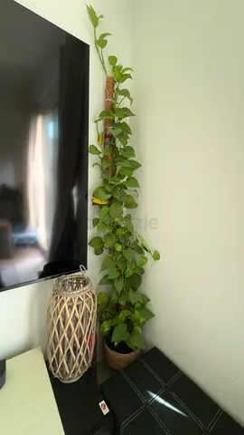 Tall indoor climbing pothos plant on moss pole