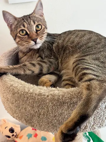 Sama — Young Tabby Cat Looking for Forever Home (Dubai)