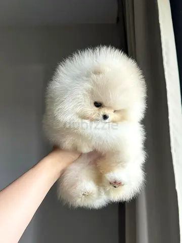 my friendly adorable pomeranian