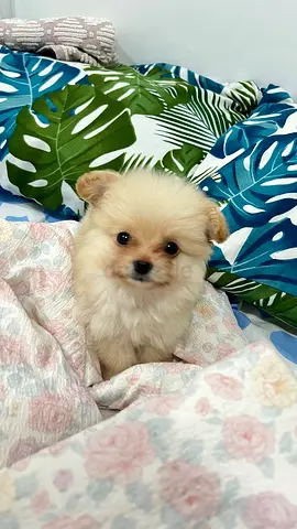 Small fluffy cream pomapoo puppy  friendly and playful is ready for new home