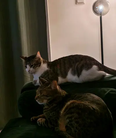 Two Male Arabian Mau Cats – 4 Years Old – For Free Adoption