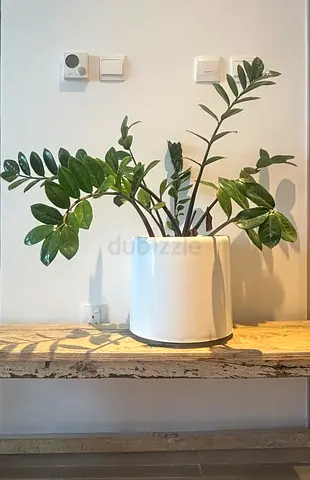 ZZ plant (Zamioculcas) in white pot - ready to move