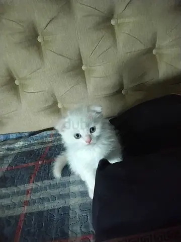 Cat for adoption