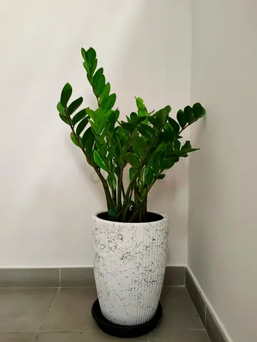 Healthy ZZ Plant (Zamioculcas) in White Decorative Pot