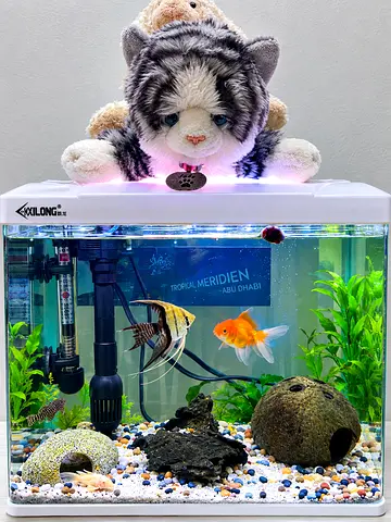 Small 20L Aquarium Kit with Goldfish & Angelfish / Total 10 fish Rock/salt + oxygen filter + heater