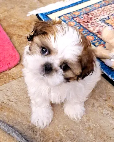 Cuttest Female Shihtzu puppy sweet little puppy Girl playful dog