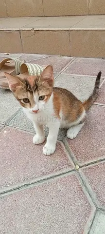 3m kitten free