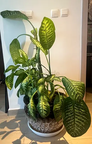 Large healthy Dieffenbachia (Dumb Cane) potted plant - ready to move.