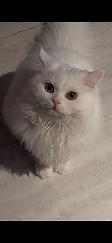adoption!! White Long-Haired Cat - Friendly, Indoor, Healthy .