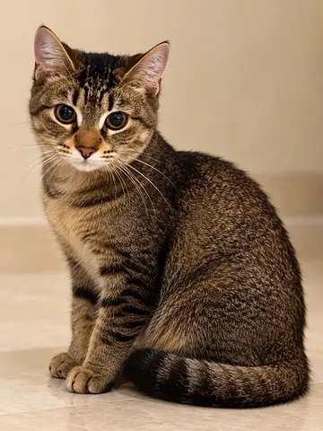 Cat for adopt