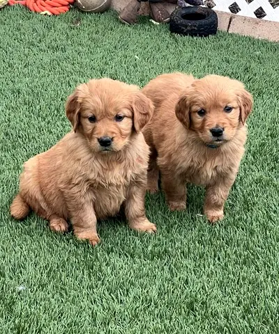 Adorable golden retriever puppies available