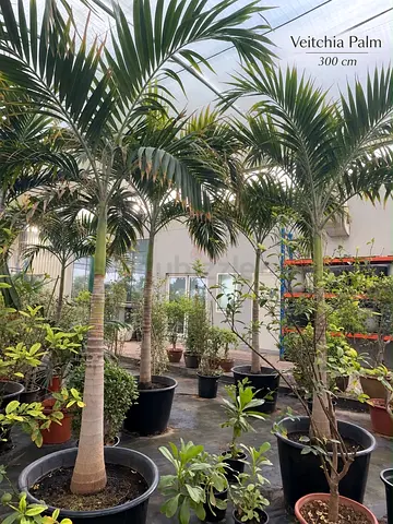 Veitchia Palm ~ Big Tree
