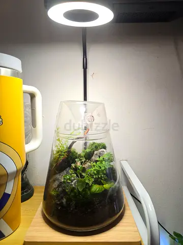 Glass Closed Terrarium