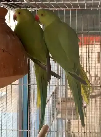 ببغاء ذكر وانثى