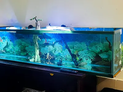 TEMPERED GLASS Aquarium Starter Kit with Fish,Filter, Heater, Air Pump & Accessories