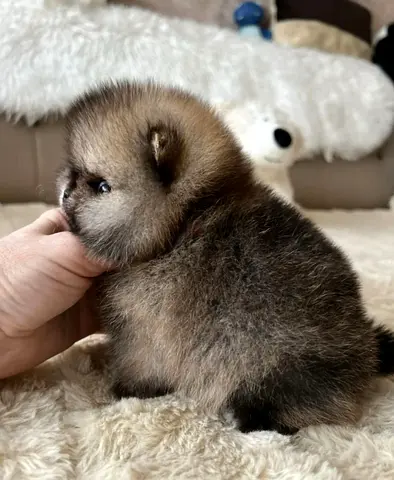 Tea cup Pomeranian Puppy — Healthy, Playful, Ready for Home