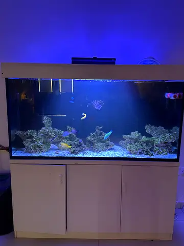 Saltwater/marine aquarium