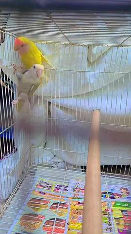 Lovebirds