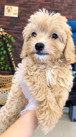Cute small fluffy cream maltipoo puppy is looking for a new home