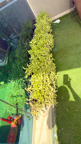 8 pots of oregano plant/ ajwain
