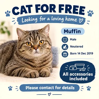 Muffin - Friendly Neutered Cat, Free to a Loving Home