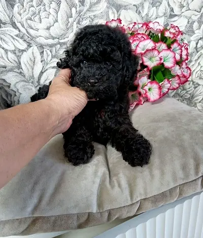 Little lovely Narciss