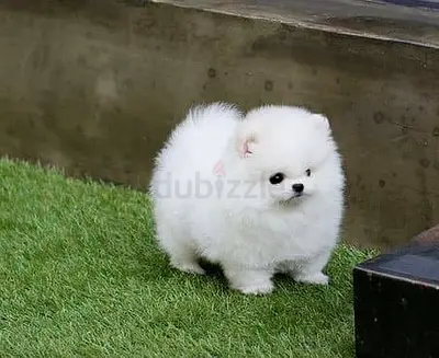 Beautiful Pomeranian Puppies – Smart, Friendly & Well Socialized