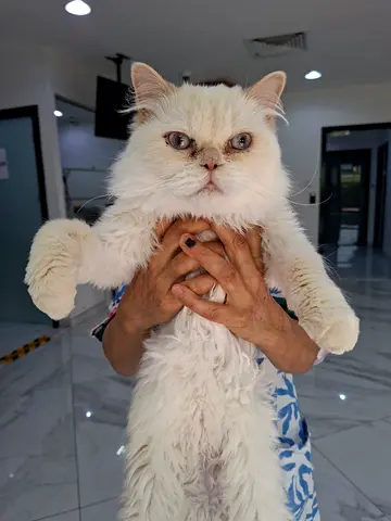 Special sweet cat for adoption