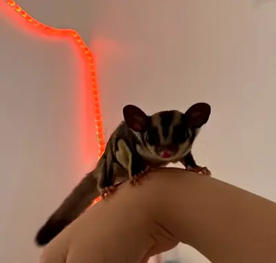 Young sugar glider ready for a new home