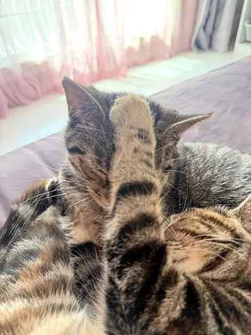 Young tabby cat available for adoption — affectionate and indoor-trained
