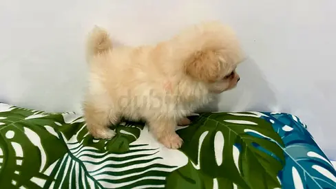Young fluffy Pomeranian puppy — ready for a loving home