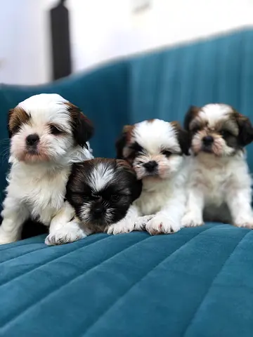 Chih Tzu puppies for new home