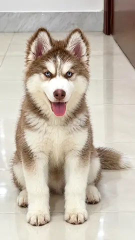 🐾❤️ MEET TOGO – A SPECIAL PUPPY LOOKING FOR HIS FOREVER HOME! ❤️🐾