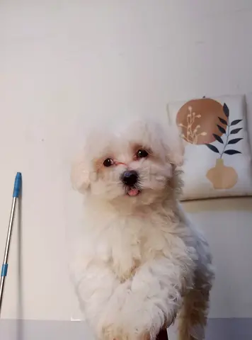 Small fluffy white puppy — friendly, home-raised