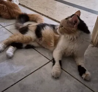 Cat free adoption