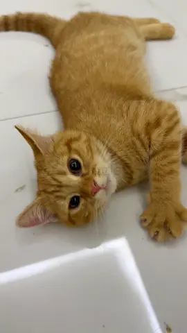 Cat for Adoption