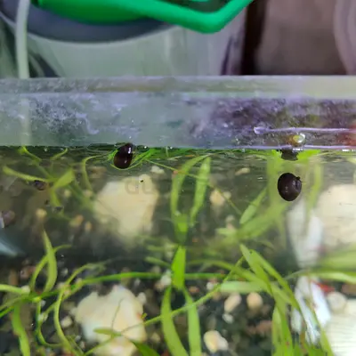 Aquarium Snails